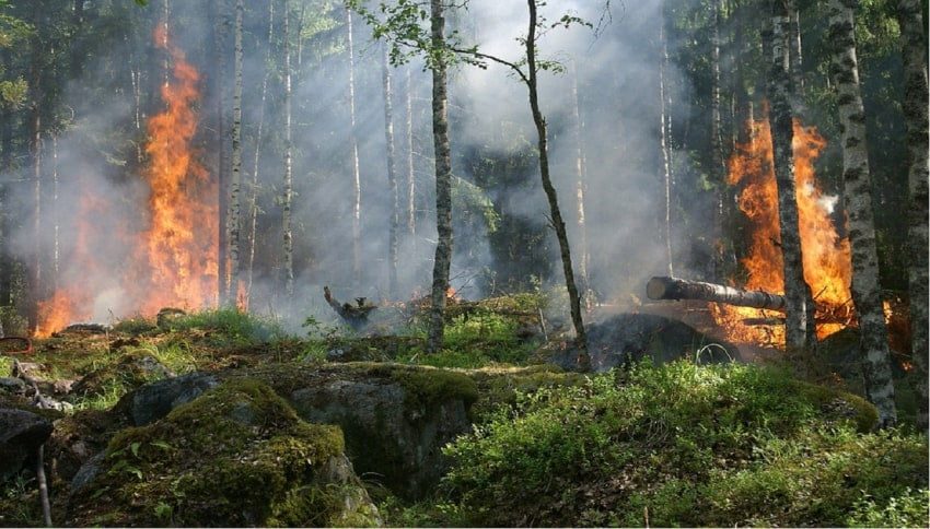 incêndios florestais
