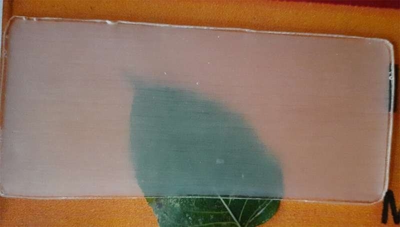 madeira transparente