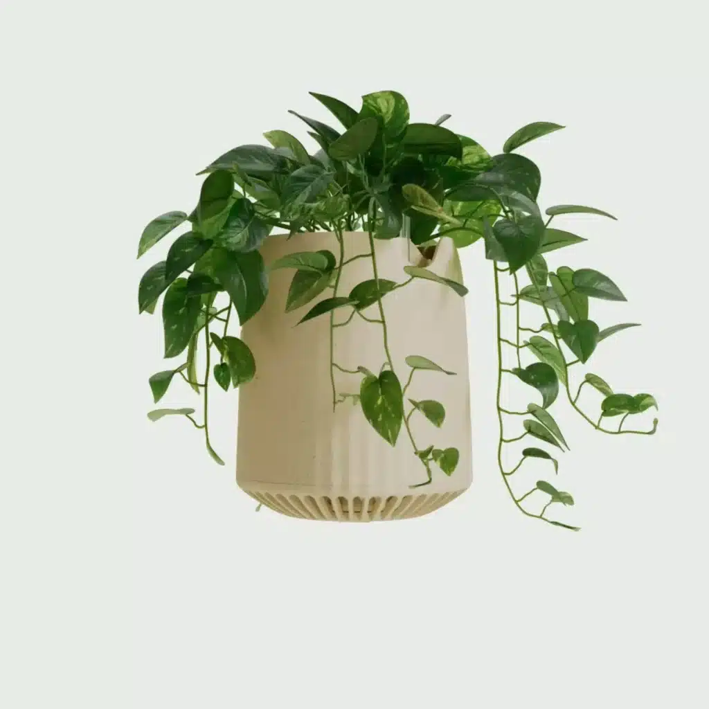 pianta pothos