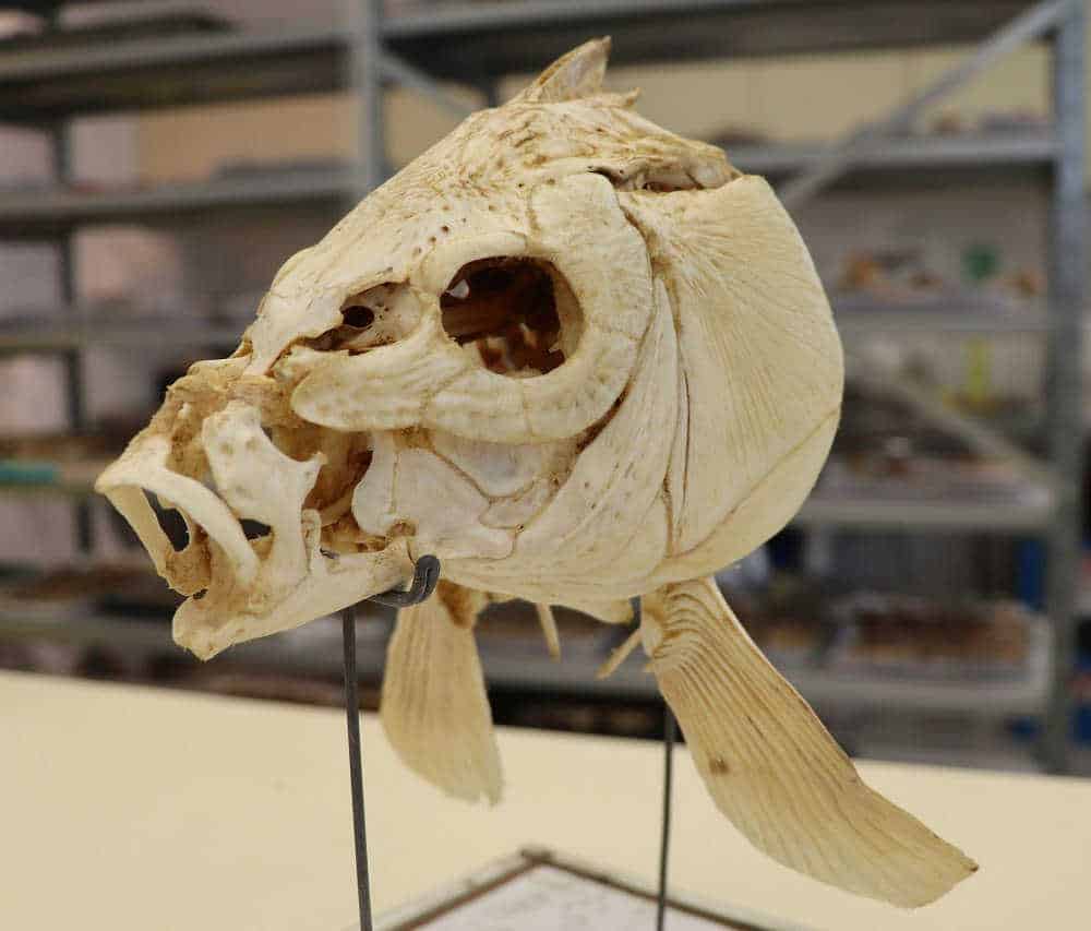 2. Un ejemplo de cráneo de carpa moderna.