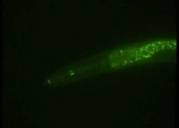 Fluorescent green worm. Photo: University of Oregon