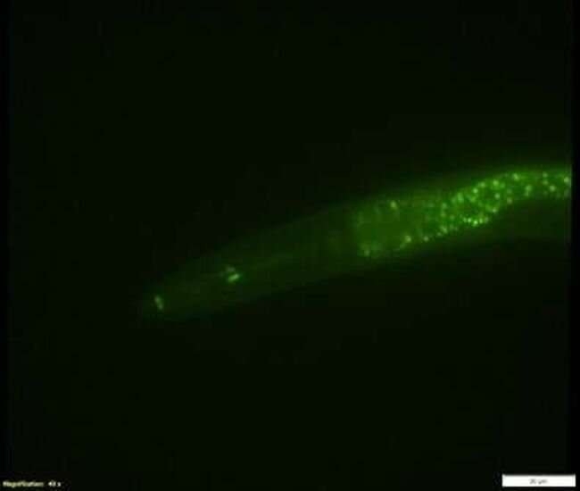 Fluorescent green worm. Photo: University of Oregon