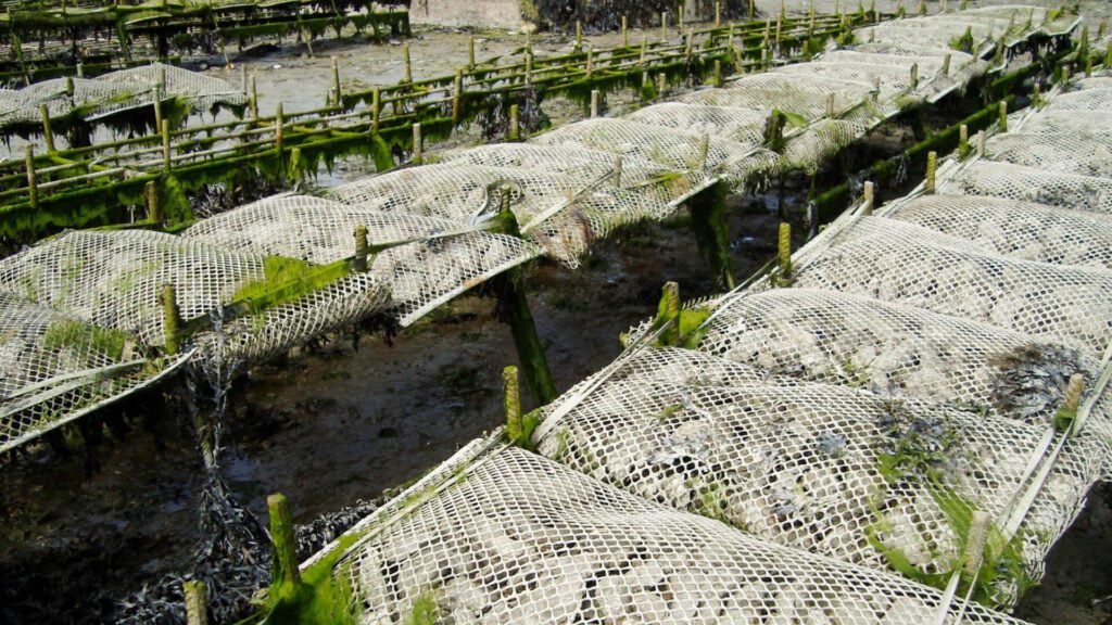 Fattorie oceaniche verticali