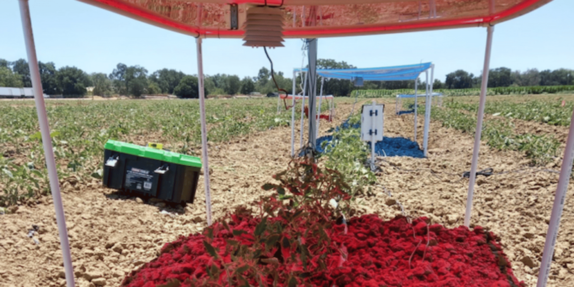将来の PV は、青色光をクリーン エネルギーに使用し、赤色光を作物に切り替えることで恩恵を受ける可能性があります。 写真提供者 Andre Daccache UC Davis