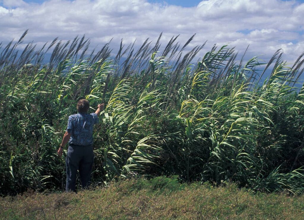 Pannelli di erba da costruzione