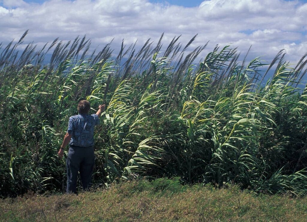 Pannelli di erba da costruzione 