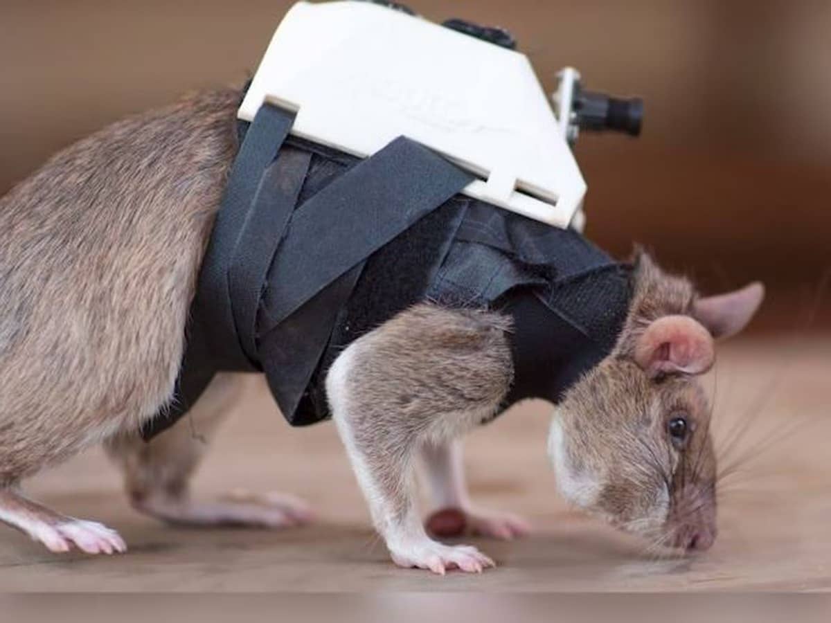 救助ネズミ 2 1