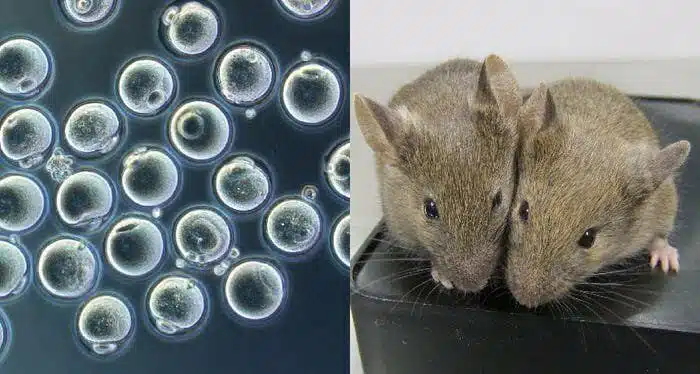topi padri biologici