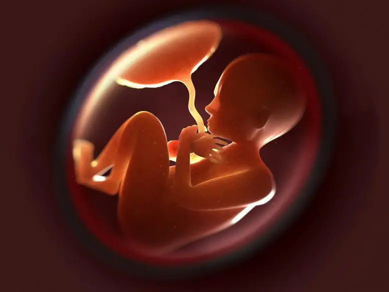 In utero