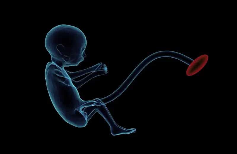 womb