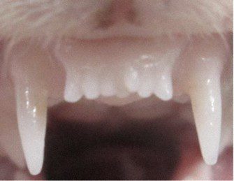Denti