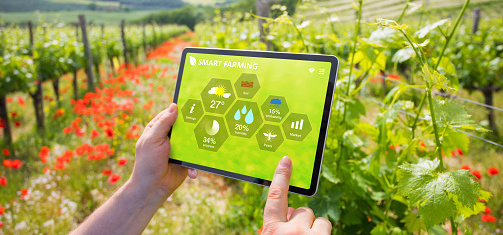 Farmer using smart farming technologies for higher efficiency in a vineyard