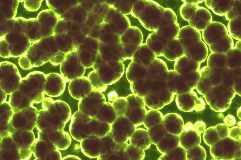 Antibiotic resistance