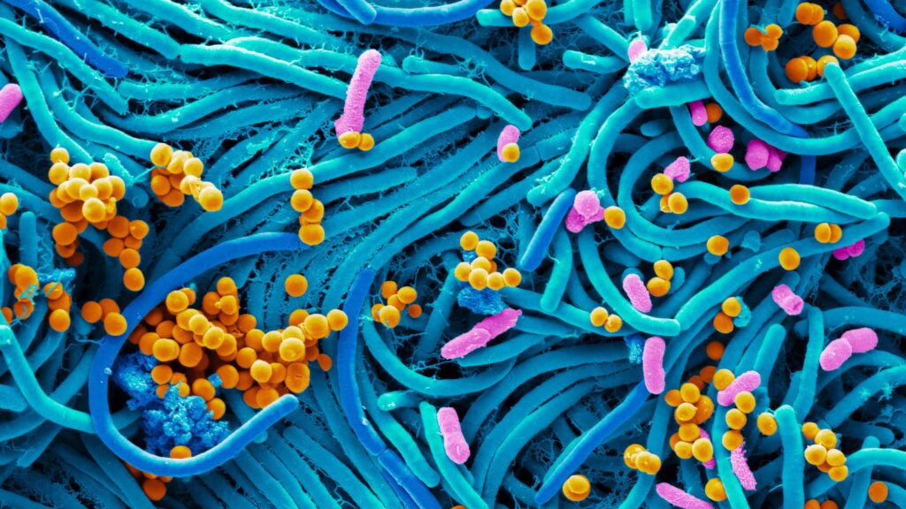 microbioma