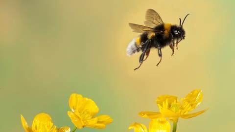 Impollinatore