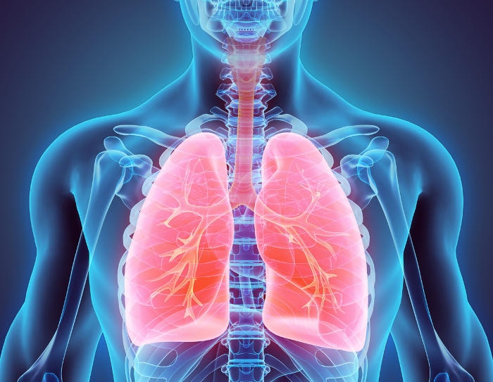 bronquios pulmones
