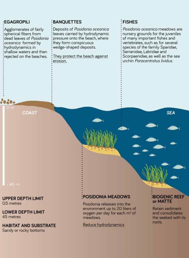 Posidonia