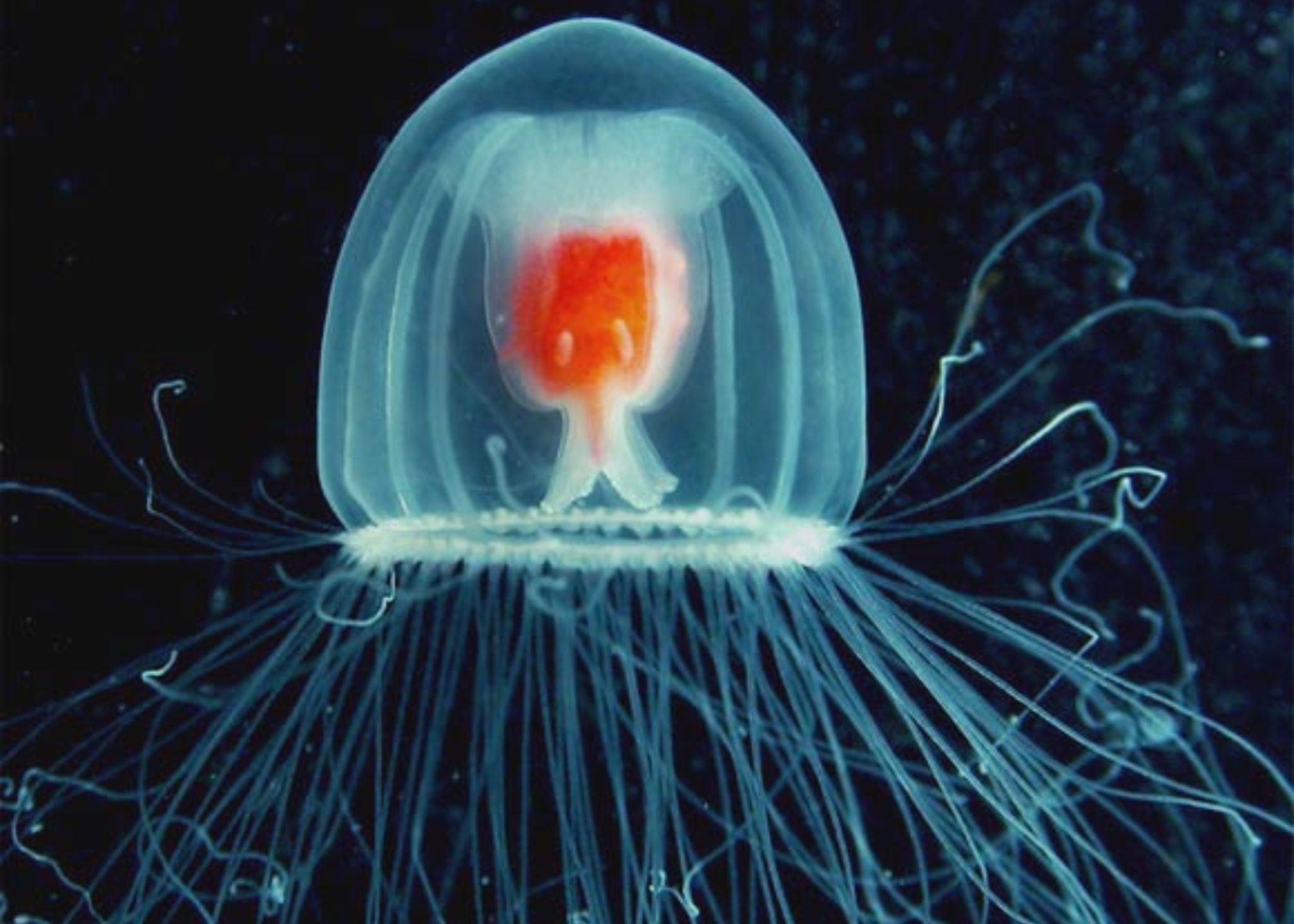 Immortal Jellyfish DNA Credit P Schuchert Worms CC von NC Sa 4 2048 x 1463 1