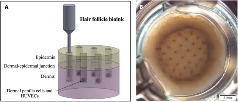 scientifiques imprimés en 3D ha