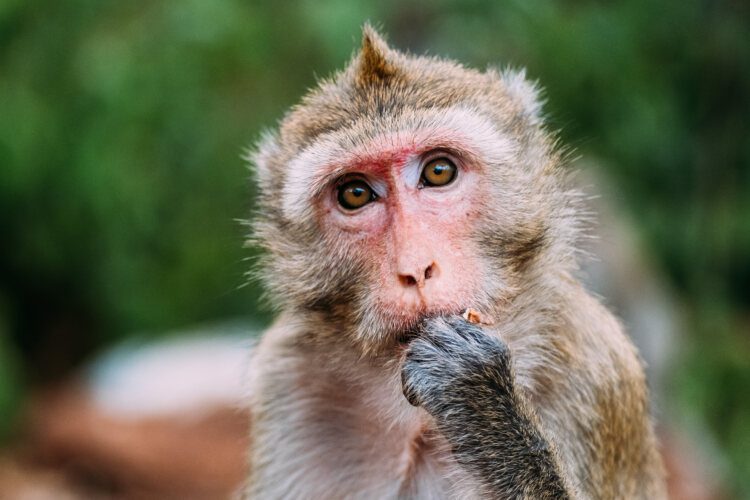 Clonazione scimmia macaco Rhesus