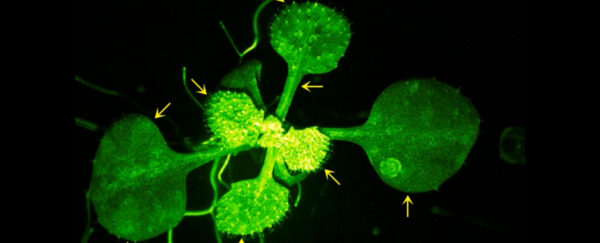 钙信号可视化植物内 600x243 1