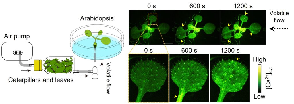 Arabidopsis piante
