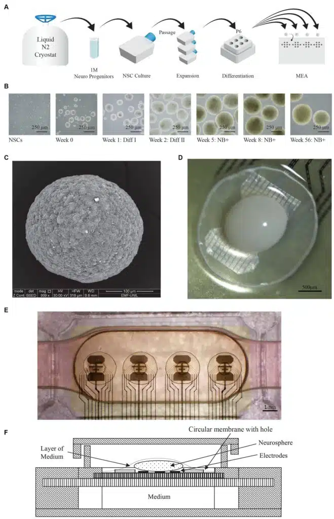 Bioprocesadores
