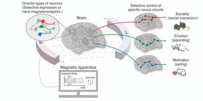 Magnetogenética