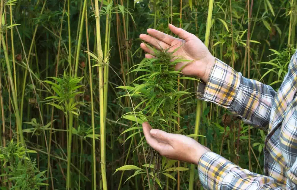 Industrial hemp