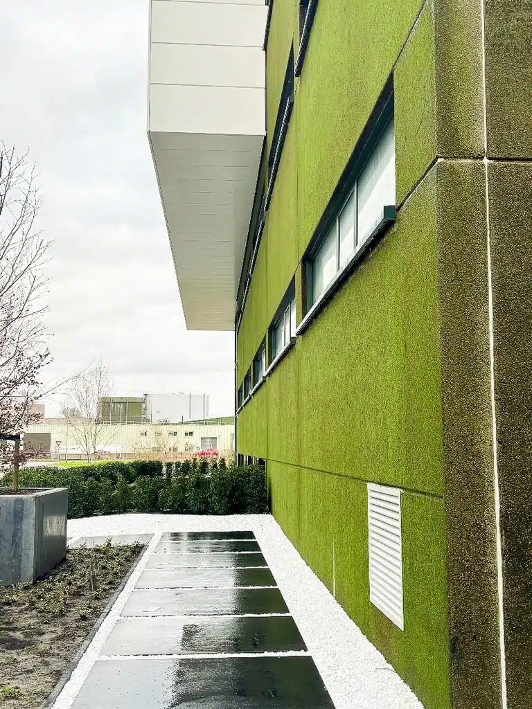 mousse