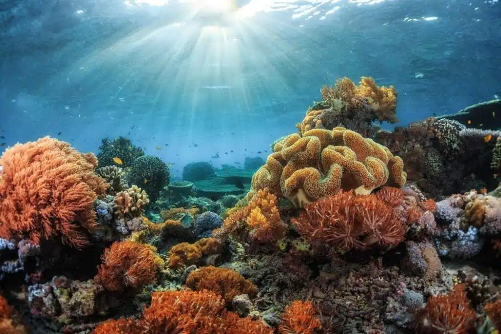 coral reefs