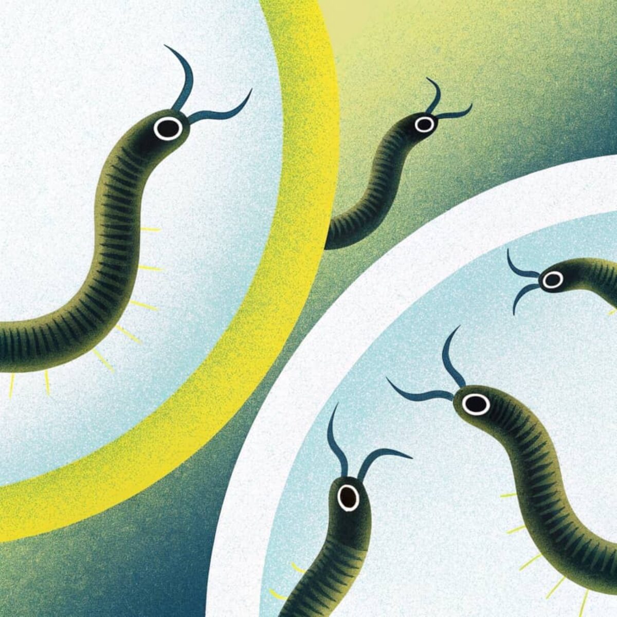 From Horror to the Operating Room: The Return of the Leeches