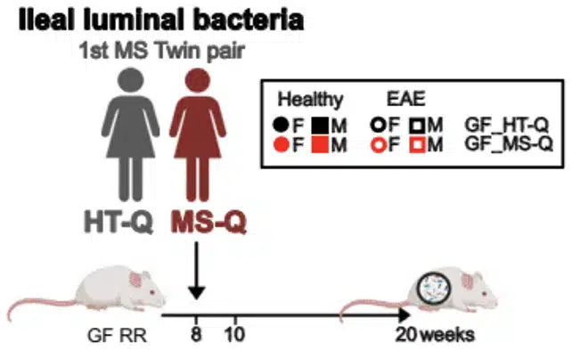 bactéries intestinales