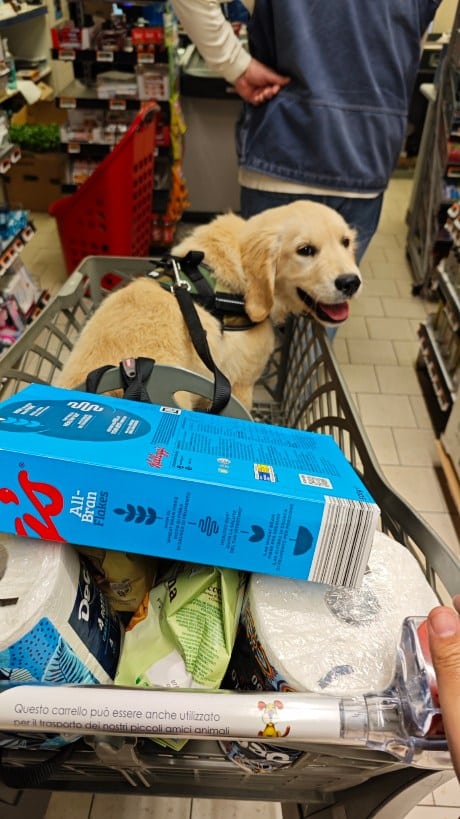 Cani smarriti