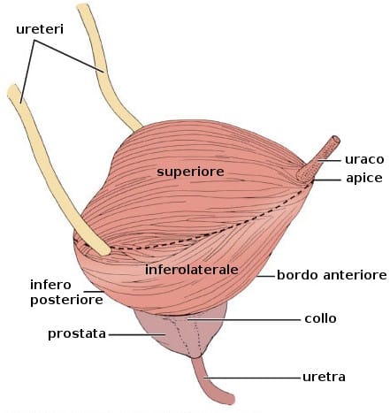 Blasentransplantation