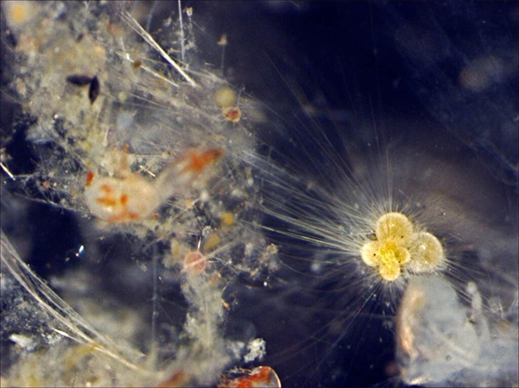 Fossili marini