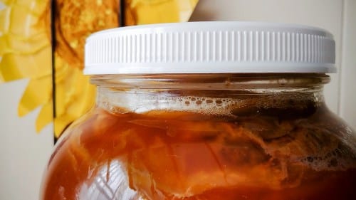 Kombucha scoby