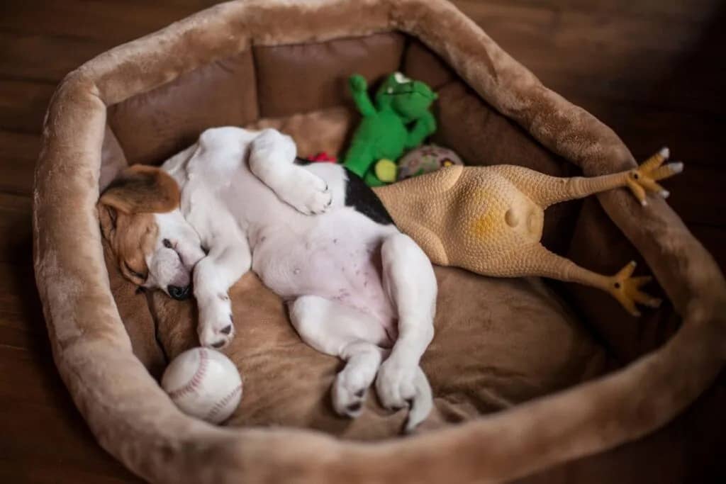 sogni dei cani