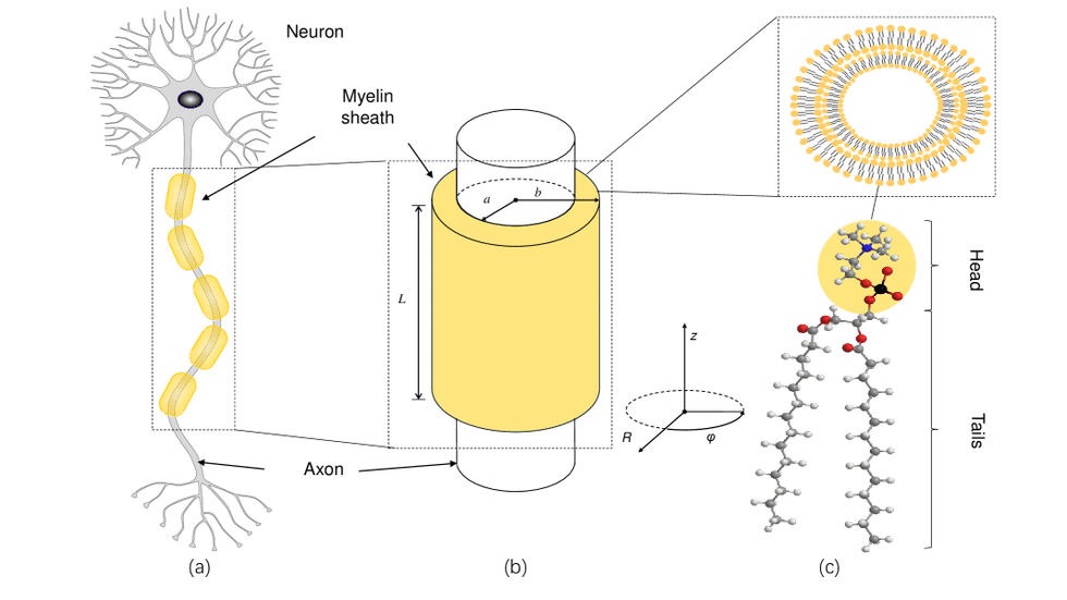Coscienza quantistica