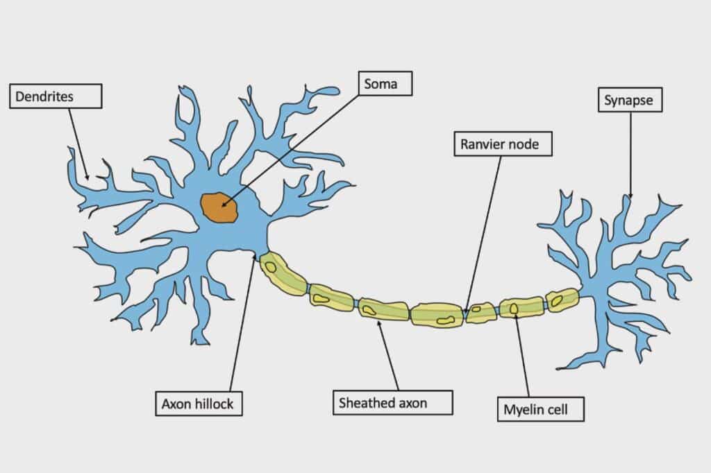 RNA spazzatura
