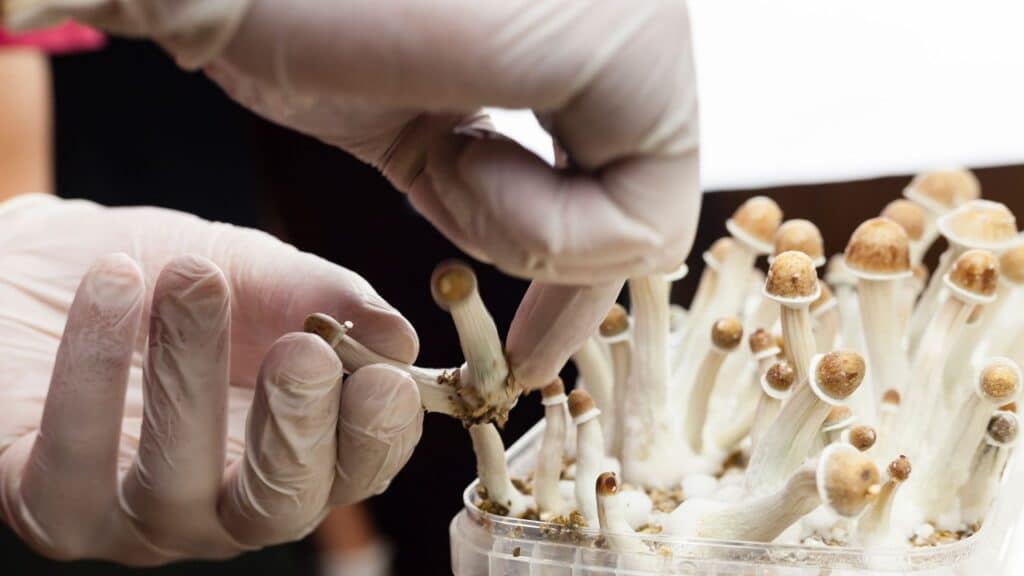Funghi magici