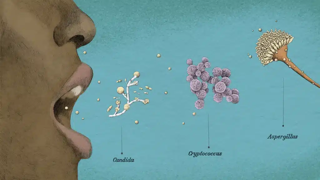 Funghi e cervello