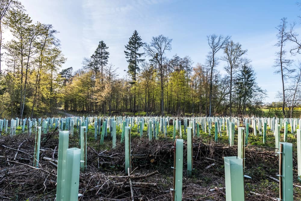 riserve fossili e riforestazione