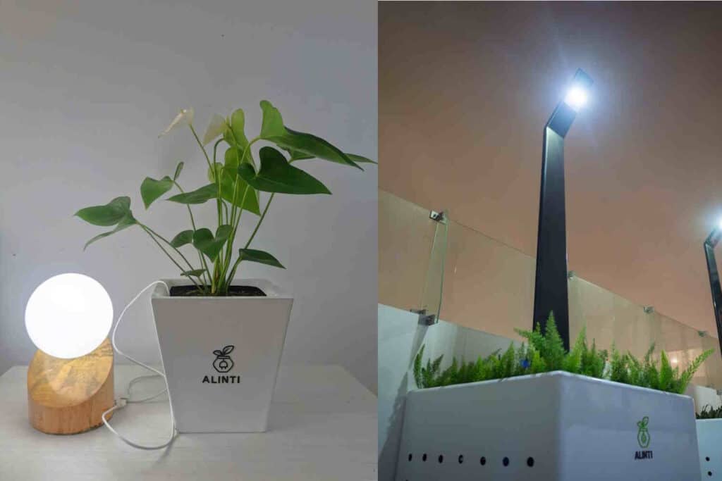 Bioenergia dalle piante