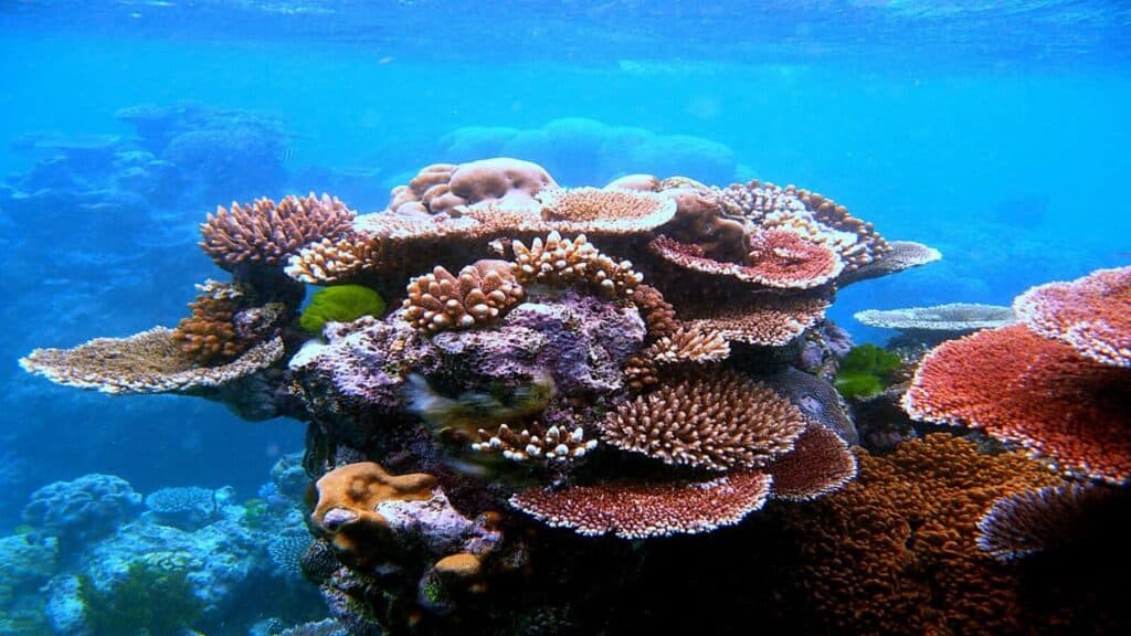 Acropora
