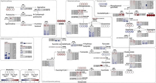 Verdure confezionate