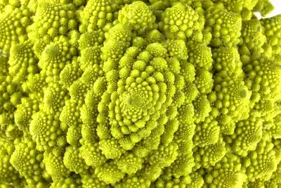 Spirale Fibonacci natura pianta fossile evoluzione vegetale