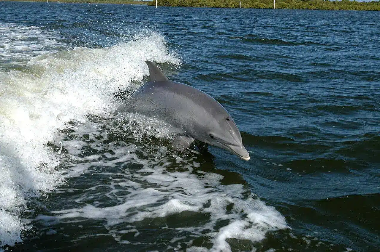 Delfini malati nuotano in acque contaminate da alghe tossiche
