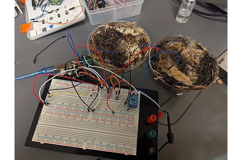 chip organici funghi shiitake laboratorio bioelettronica