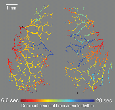 Sistema digestivo e peristalsi intestinale anatomia